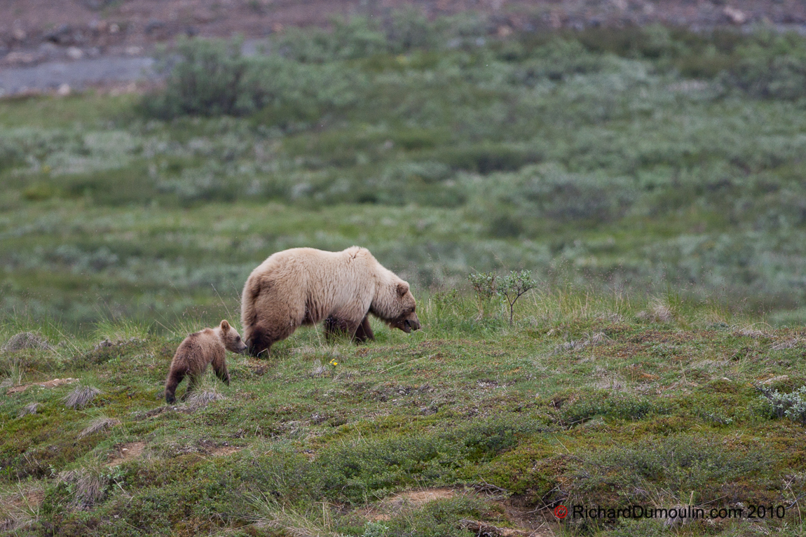 OURS GRIZZLY